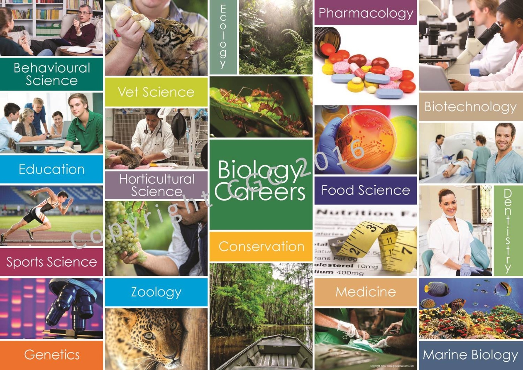 Career Posters Career Guidance Charts