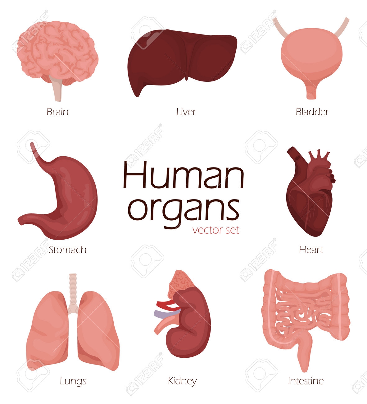 Cartoon Human Organs Organ Character Set With Brain Lung Intestine Heart Kidney Liver And Stomach Mascots Royalty Free SVG Cliparts Vectors And Stock Illustration Image 206704038 