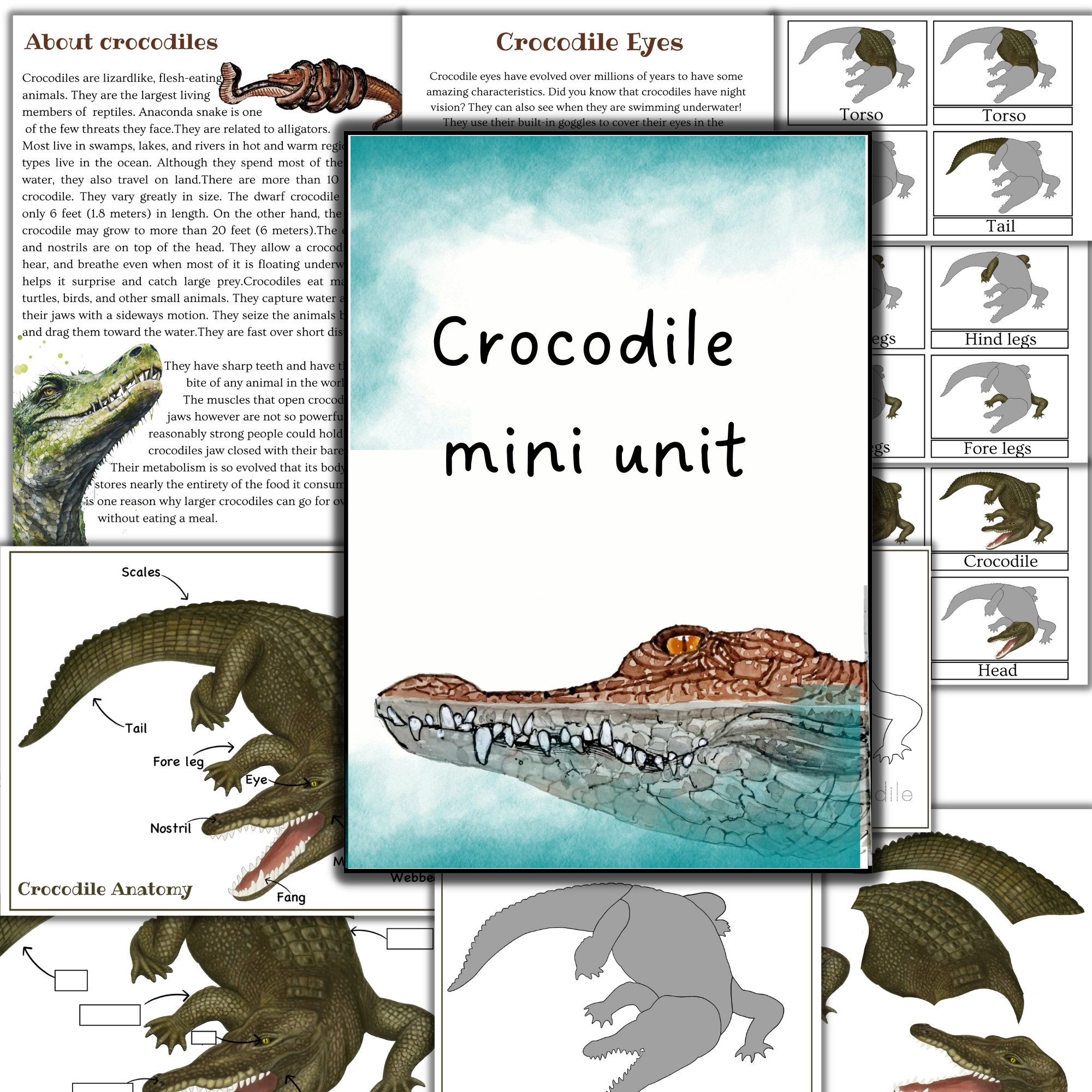 Crocodile Mini Unit Study Crocodile Puzzle Printable Crocodile Activities Printable Reptiles Activities Etsy