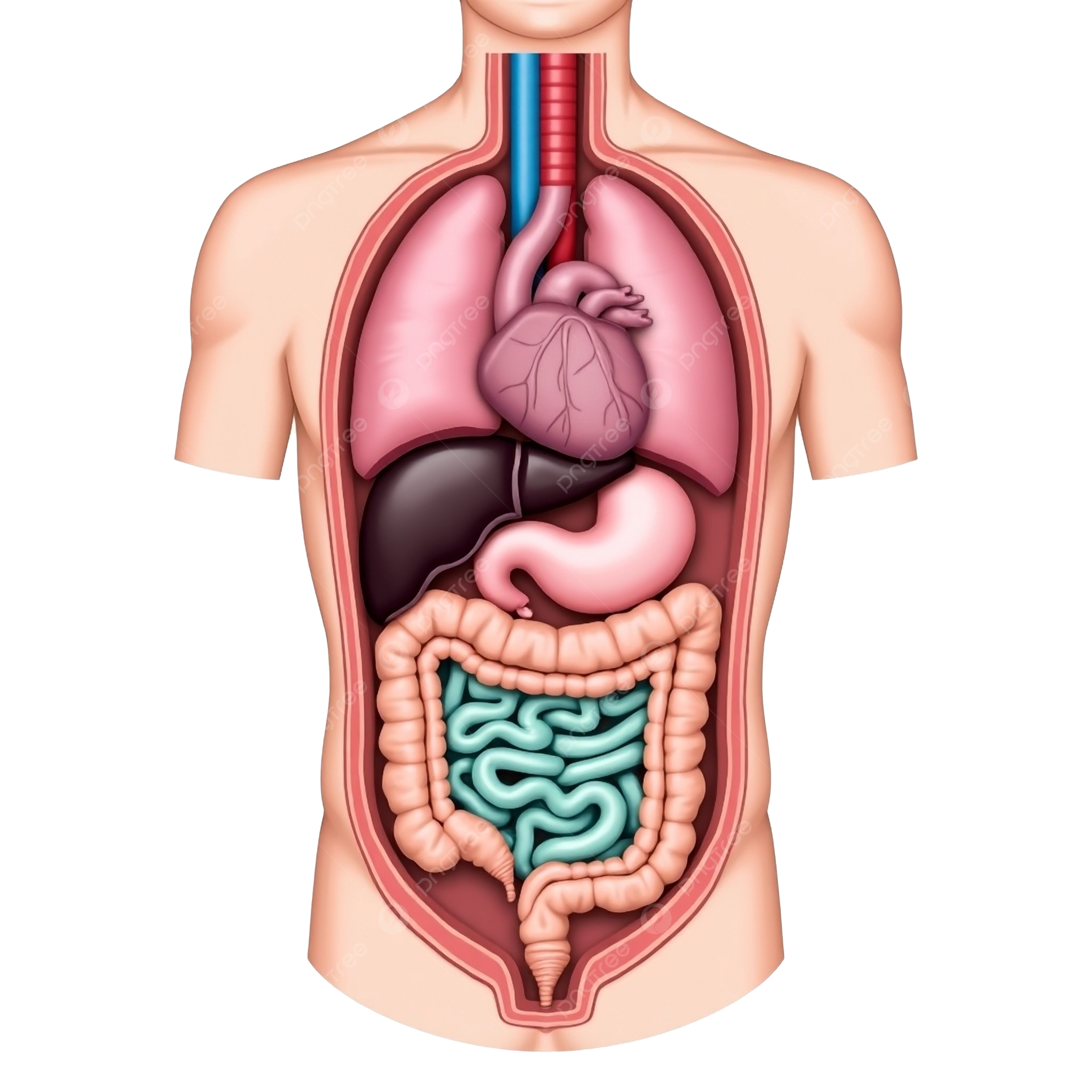 Educational Human Anatomy Diagram Featuring Lungs Heart Liver Stomach And Intestines Human Internal Organs Anatomical Illustration Medical Anatomy PNG Transparent Image And Clipart For Free Download