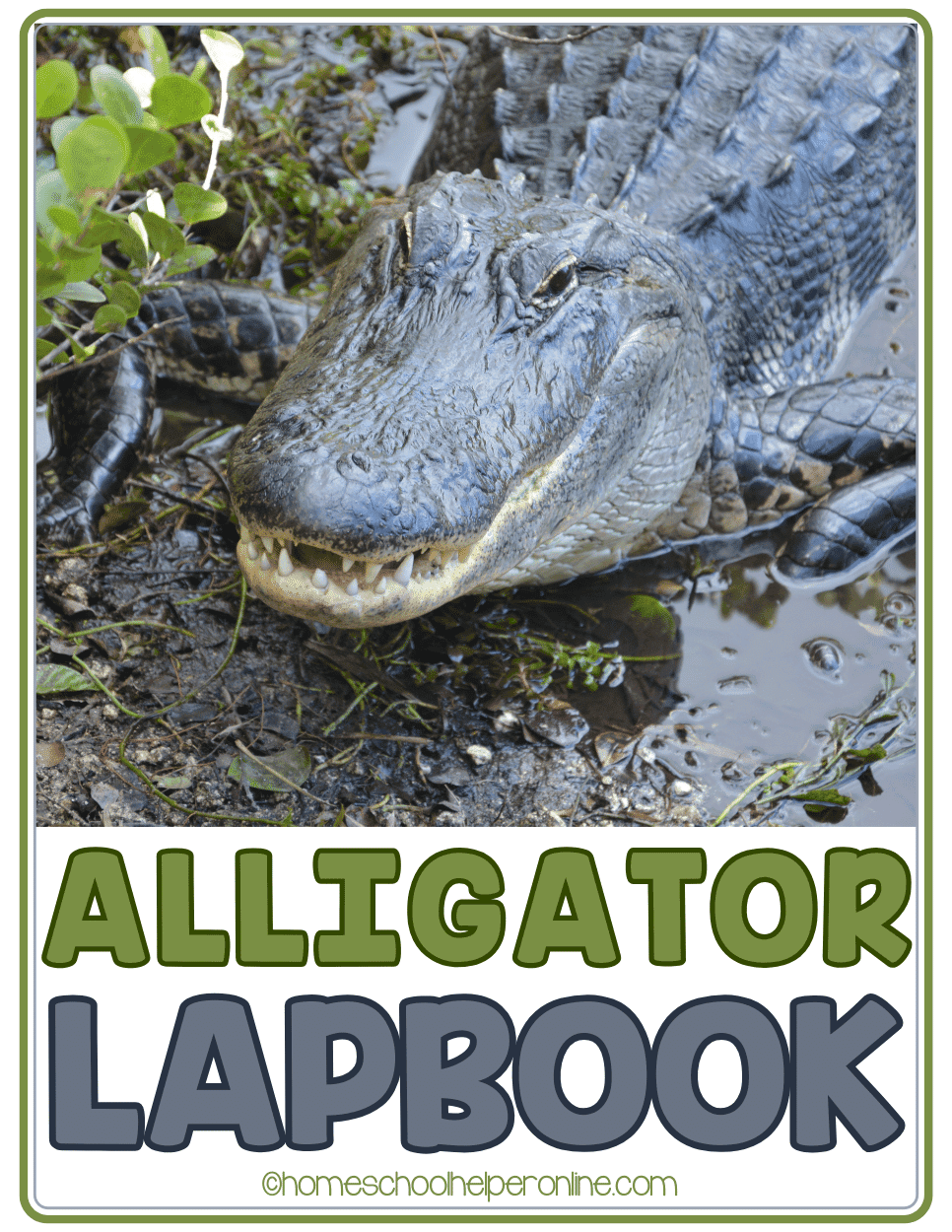 Free Alligator Lapbook For Elementary And Middle School Homeschool Helper Online