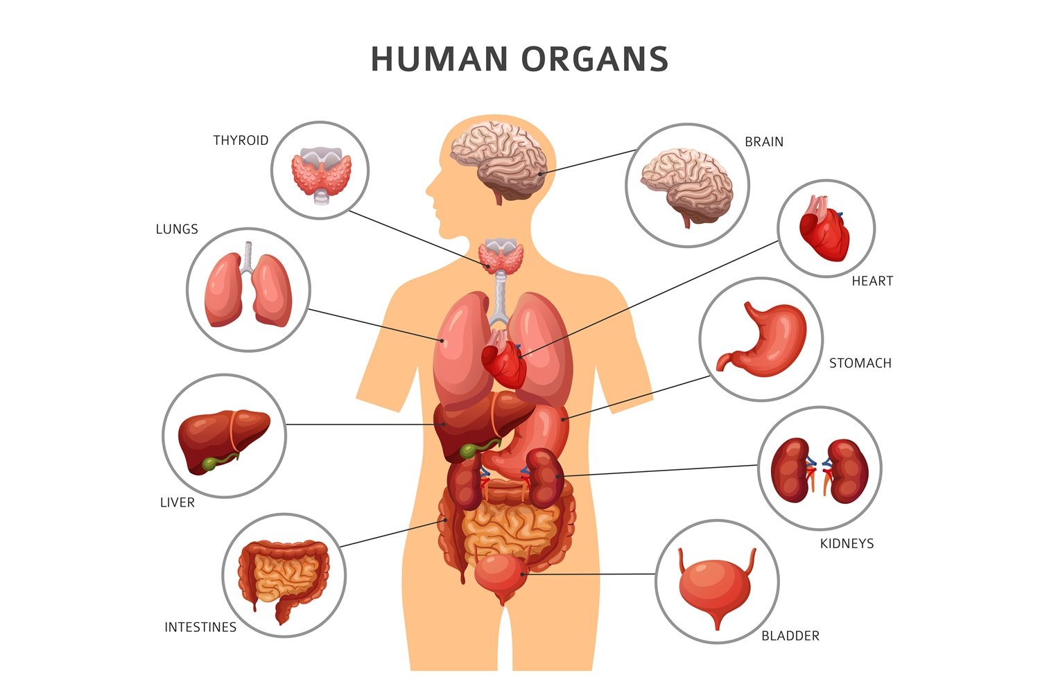 Free Printable Educational Pictures Of Heart Liver Stomach Kidneys Intestines