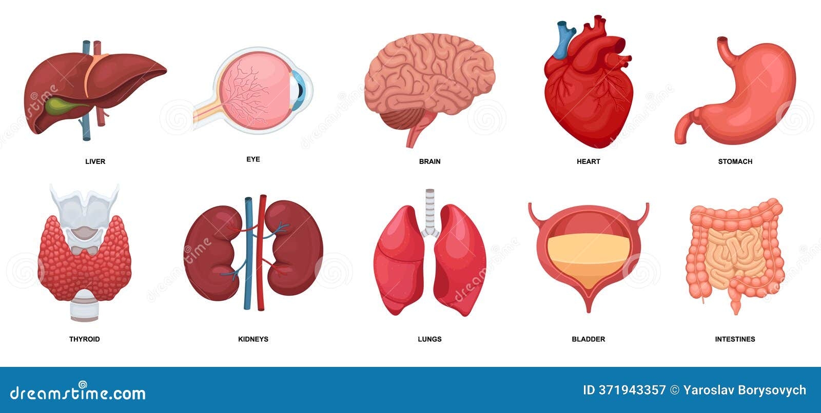 Human Internal Organs Set Collection With Heart Eye Brain Liver Lungs Stomach Kidneys Intestines Bladder And Thyroid Stock Vector Illustration Of Care Internal 371943357