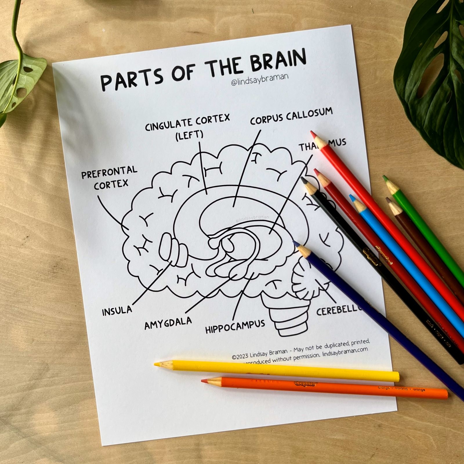 Learning About The Brain A Brain Worksheet PDF Resource LindsayBraman