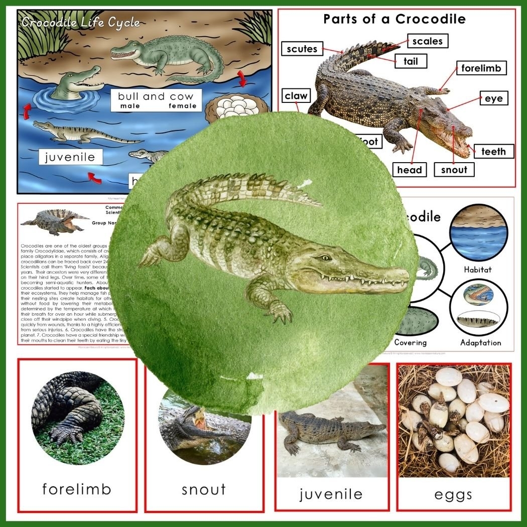 Alligator Educational Pack Printable